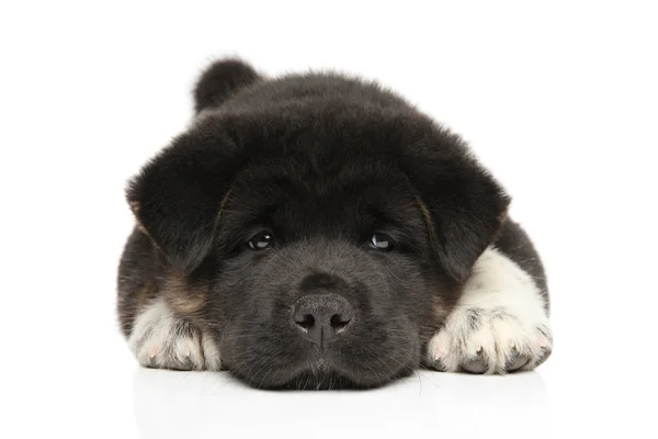 Primo piano del cucciolo americano Akita — Foto Stock
