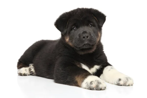 American Akita dog puppy on white background — Stock Photo, Image