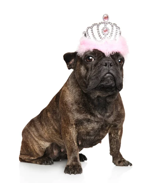 Französische Bulldogge mit Krone — Stockfoto