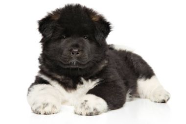 Yalancılık aşağı Amerikan Akita köpek yavrusu