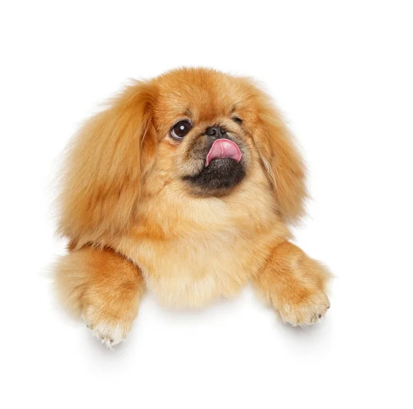 Pekingese cão no fundo branco — Fotografia de Stock