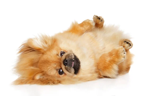 Пекінська собака лежить на білому тлі — стокове фото