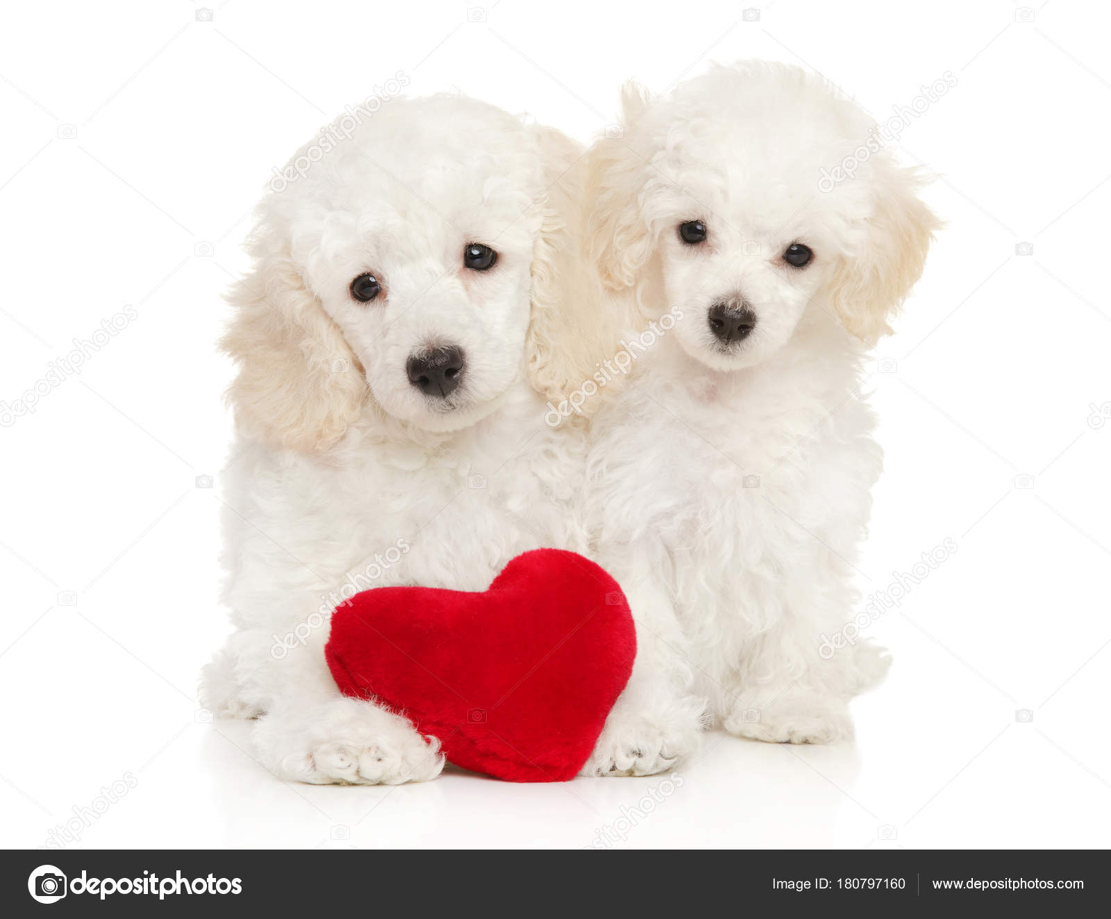Poodle puppies with red Valentine heart Stock Photo by ©FotoJagodka