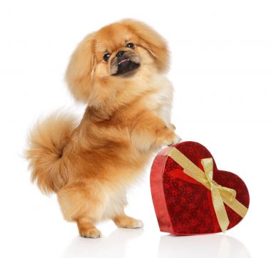 Kırmızı Sevgililer kalp ile fino köpeği