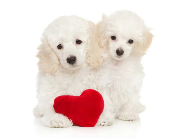 Poedel pups met rood hart Valentijn — Stockfoto