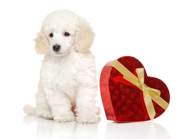 Young Poodle with red Valentine heart — Stock Photo, Image