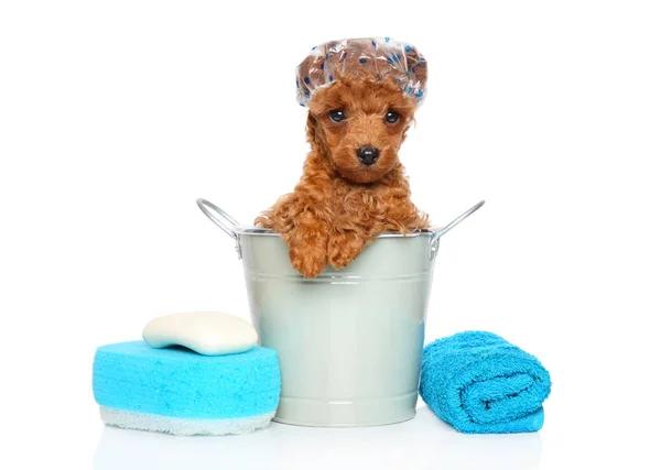 Red Toy cachorro Poodle com touca de banho — Fotografia de Stock