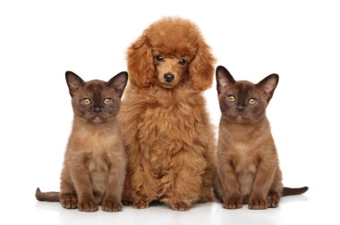 Oyuncak fino köpeği yavru kedi ile