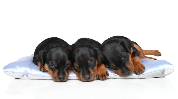 Miniatura Zwerg Pinscher cachorros durmiendo — Foto de Stock