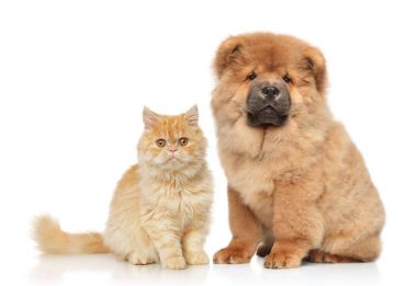Kedi ve köpek birlikte.