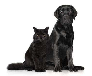 Kedi ve köpek üzerine beyaz birlikte