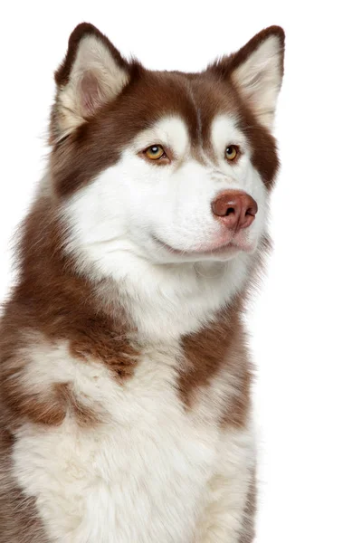 Közeli kép: szibériai husky kutya — Stock Fotó