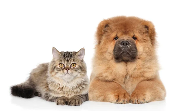 Gato e cão deitados juntos — Fotografia de Stock