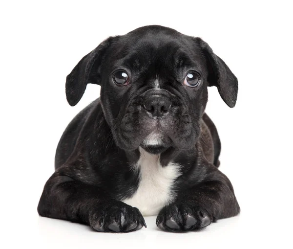 Cachorrinho de bulldog francês — Fotografia de Stock