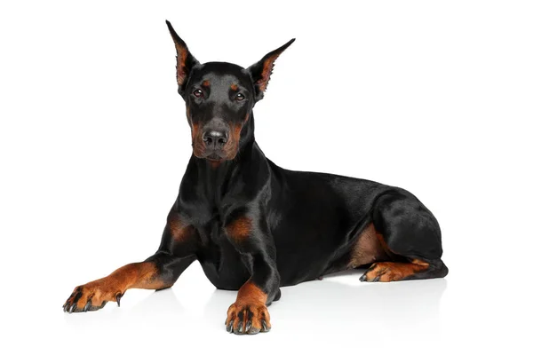 Jovem Doberman gracioso deitado sobre um fundo branco — Fotografia de Stock