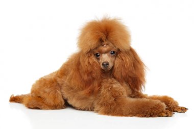 Oyuncak fino köpeği beyaz arka plan üzerinde yalan