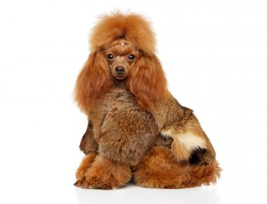 Bir kürk giysili oyuncak fino köpeği