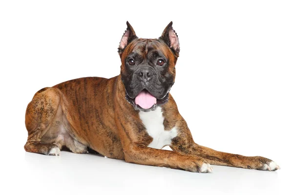 Boxer cão deitado — Fotografia de Stock