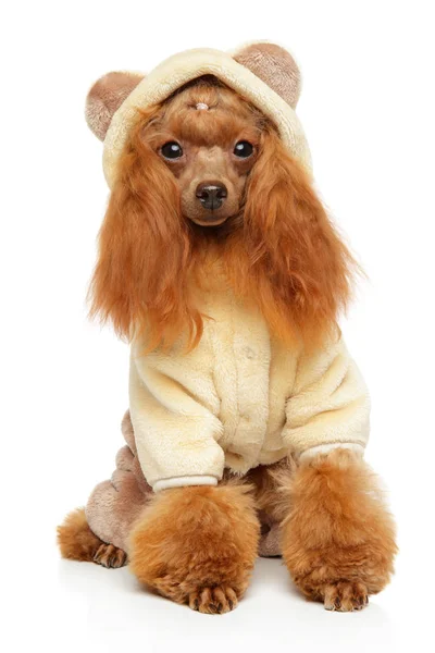 Brinquedo Poodle em roupas quentes da moda — Fotografia de Stock
