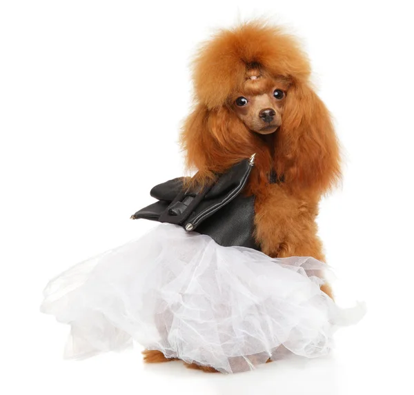 Brinquedo Poodle em um belo vestido branco — Fotografia de Stock