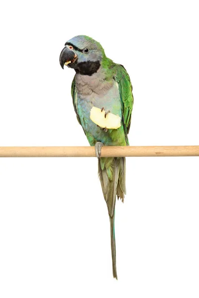 Parakeet com pescoço de galinha — Fotografia de Stock