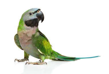 Ringneck parakeet clipart