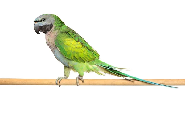 Derbyan parakeet on a wooden perch — Stock Photo, Image