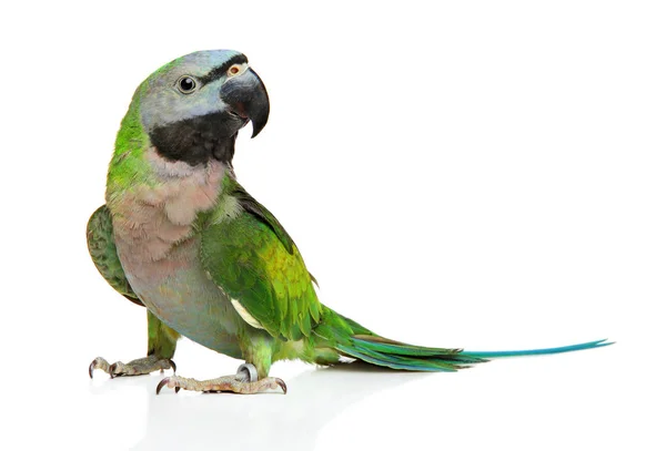 Ringneck папуга — стокове фото