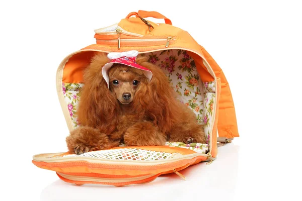 Red Toy Poodle in fashionable dog carrying bag — Stock Photo, Image