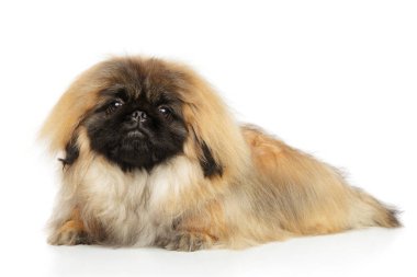 Beyaz Pekingese