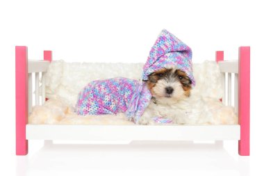 Yatakta yatan Biewer York köpek yavrusu