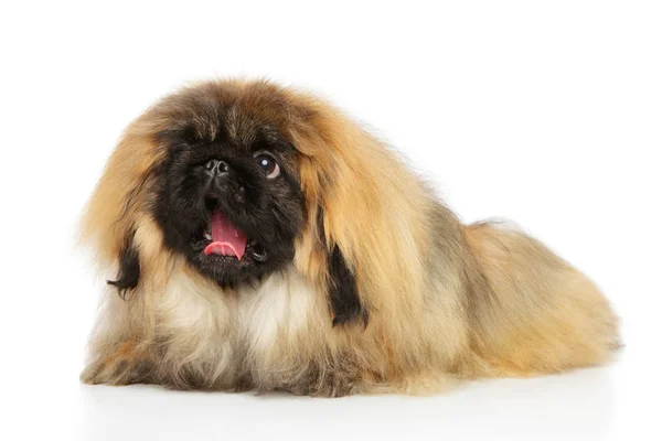 Roztomilý pekinéz na bílém — Stock fotografie