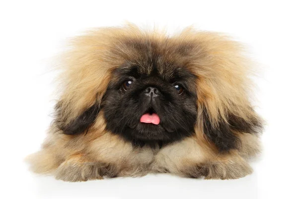 Shaggy pekingese on white — Stock Photo, Image