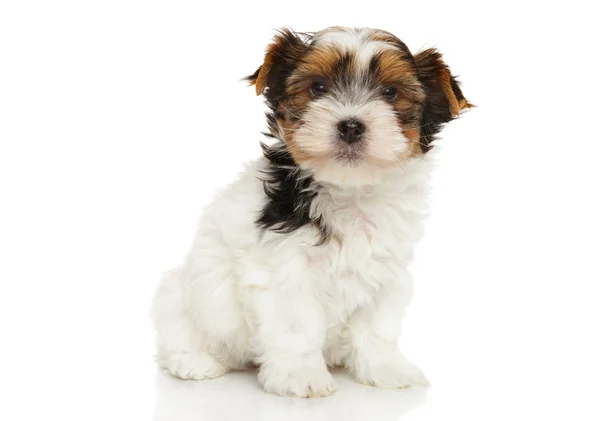 Bieweryork puppy on white background — Stock Photo, Image