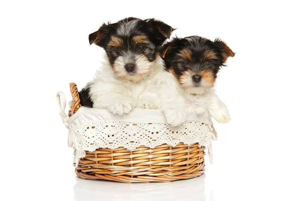 Bieweryork puppies in wicker basket — Stock Photo, Image