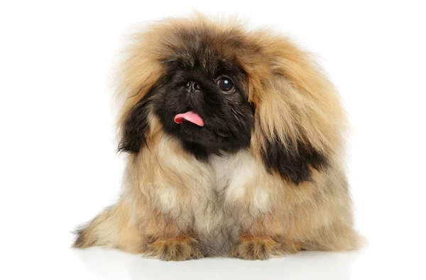 Pekinéz pózuje na bílém. — Stock fotografie