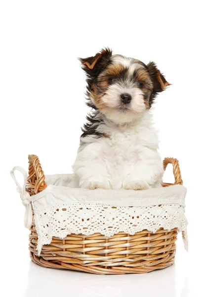 Bonito Biewer York terrier filhote de cachorro no fundo branco Imagem De Stock