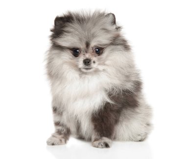 Beyaz arka plan üzerinde küçük Spitz köpek yavrusu