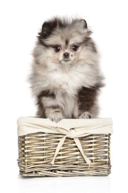 Zwerg Spitz sepette beyaz bir arka plan üzerinde