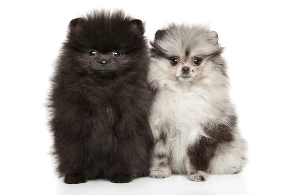Tiny Zwerg Spitz puppies on white background — Stock Photo, Image