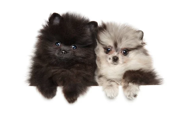 Twee kleine Zwerg Spitz puppies op wit — Stockfoto