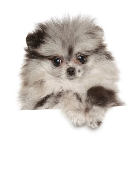 上記の白いバナー ツヴァーク スピッツ子犬 — ストック写真
