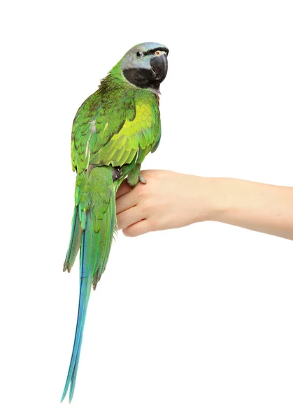 Зелений папуга на білому тлі — стокове фото