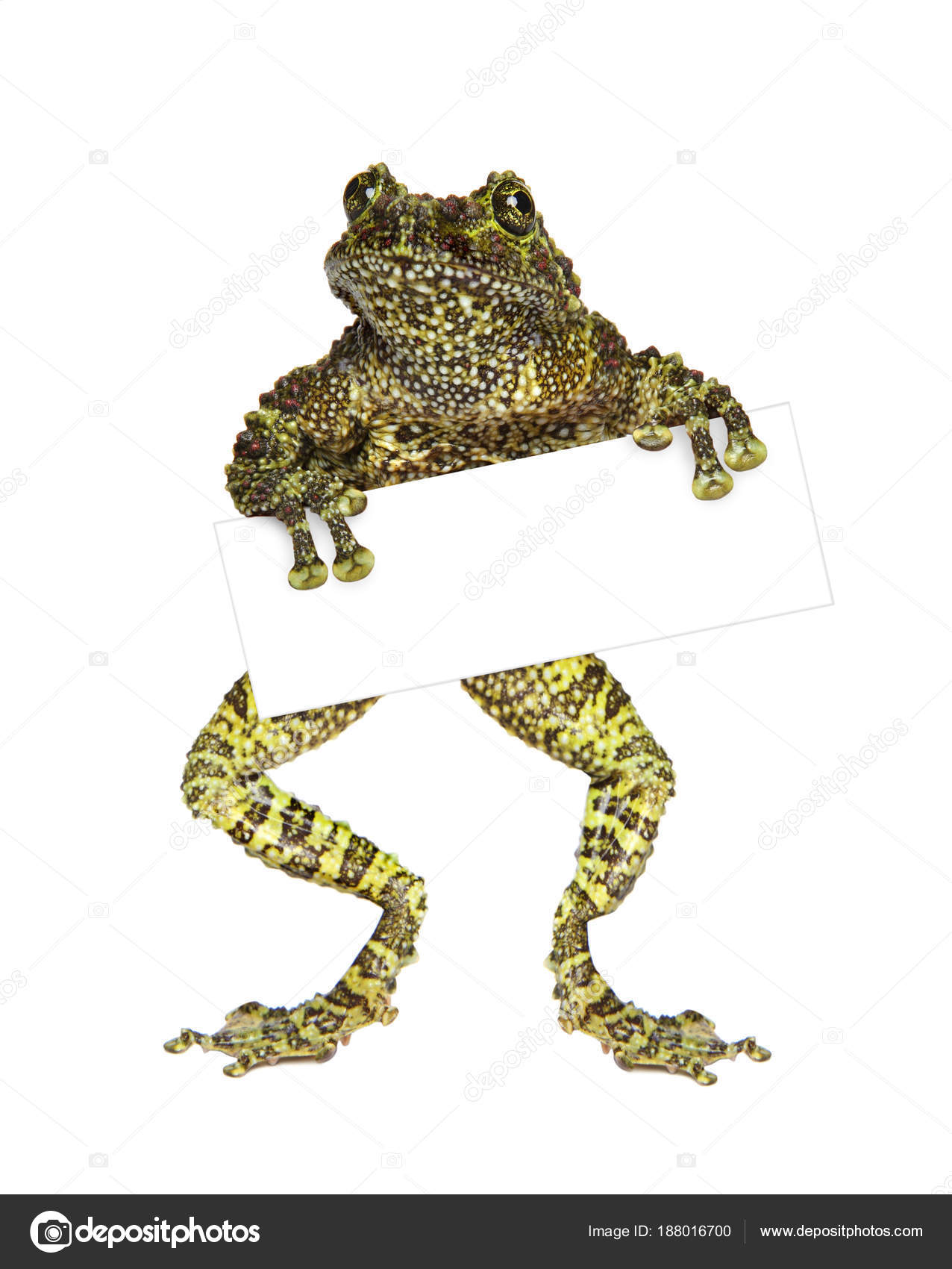 Frosch mit leerer Visitenkarte Stockfotografie