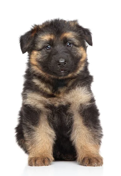 Duitse herder pup op witte achtergrond — Stockfoto