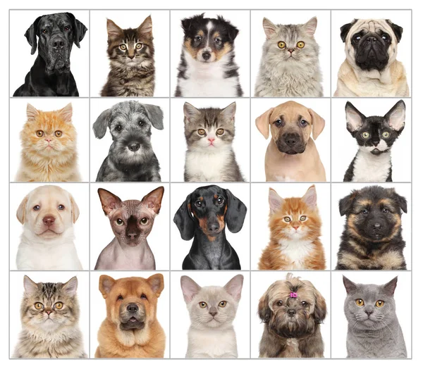 Haustierporträts isoliert auf Weiß — Stockfoto