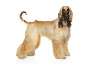 Afghan hound in stand clipart
