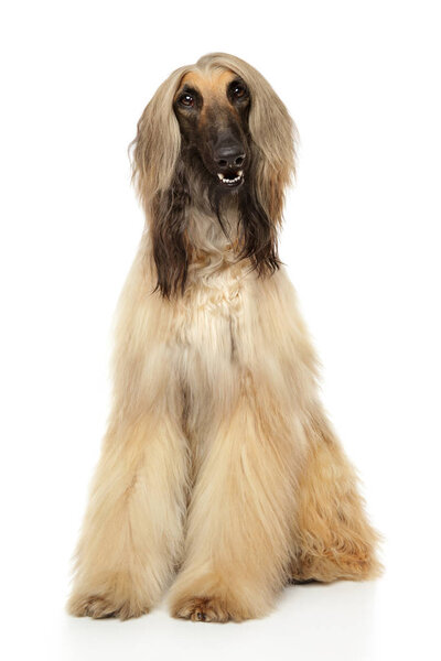 Adorable Afghan hound sits