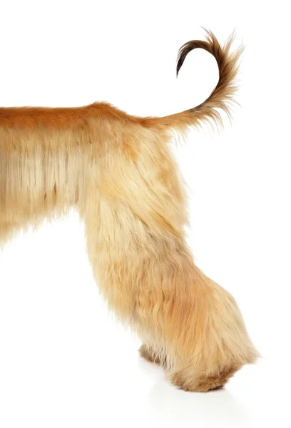 Afghan hound  back of body — Stock Photo, Image