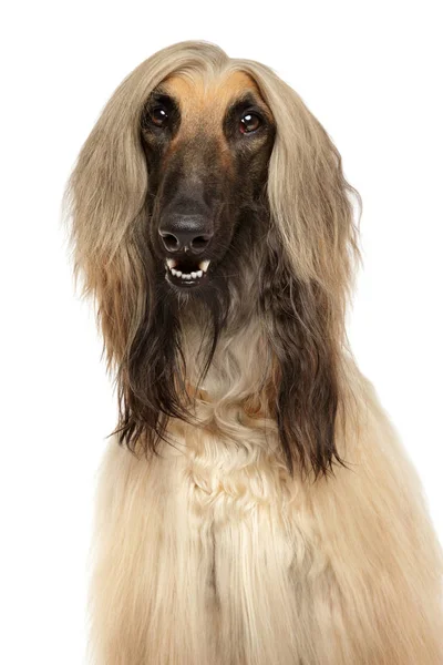 Close-up of Afghan hound — Stock Photo, Image